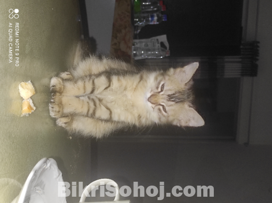 Persian cat